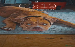 Mixed Breed dogs for sale: Reggie  - Image 2