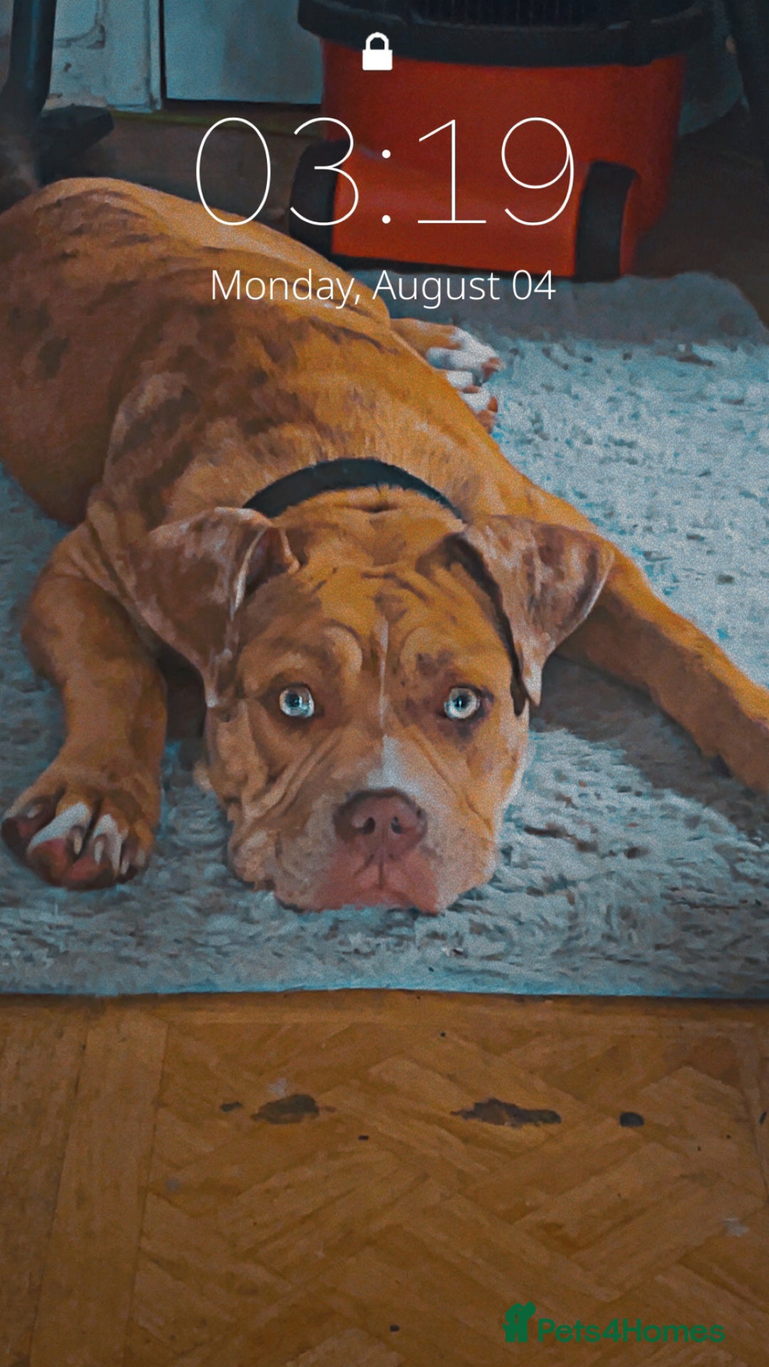 Mixed Breed dogs for sale: Reggie  - Image 2