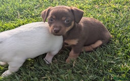Jack Russell dogs for sale: Jack Russell puppies small breed  - Image 4