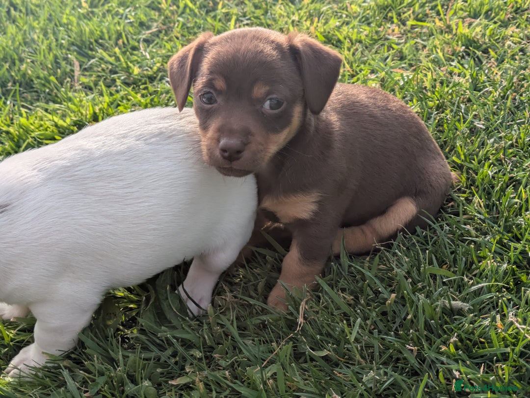 Jack Russell dogs for sale: Jack Russell puppies small breed  - Image 4