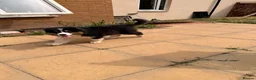 Australian Shepherd dogs for sale: Stunning Australian Shepherd Puppies  - Advert 10