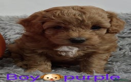 Maltipoo dogs for sale: red toy maltipoos - Image 8