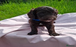 Cockapoo dogs for sale: Beautiful Cockapoo Puppies  - Image 6