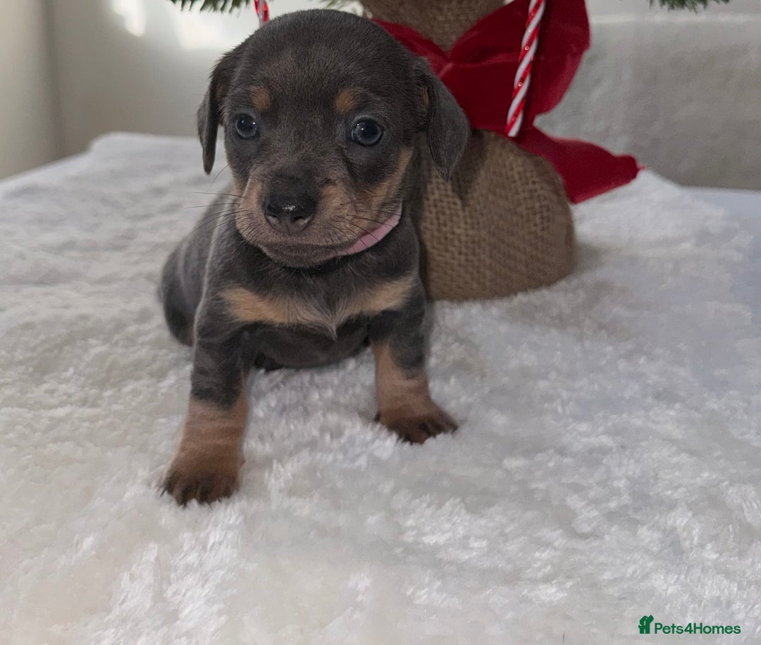 Chiweenie dogs for sale: 3 Gorgeous Girls & 2 Beautiful Boys  - Advert 11