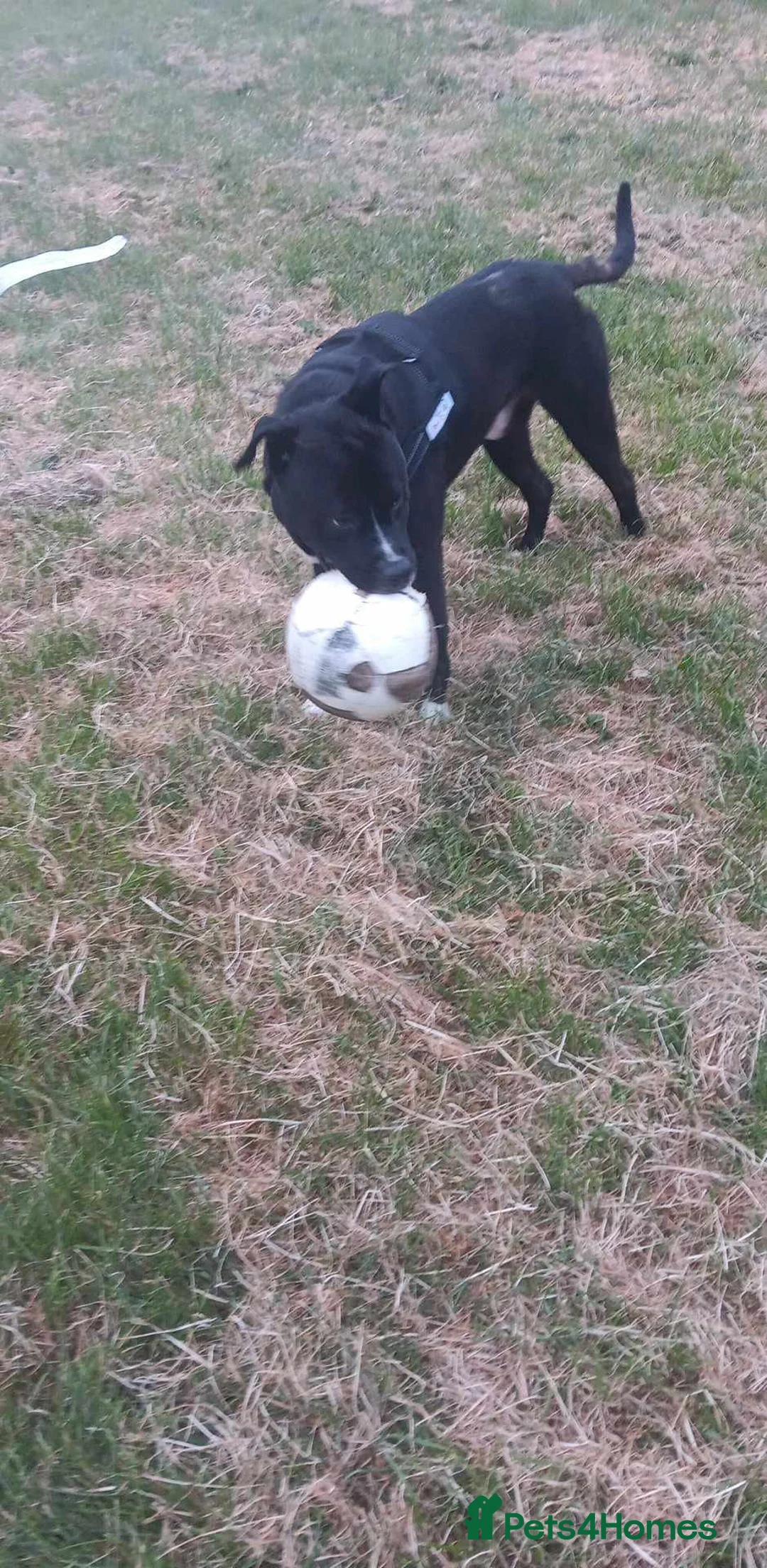 Cane Corso dogs for sale: Hugo available for sale asap - Advert 2