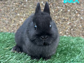 Netherland Dwarf rabbits Pure breed Netherlands dwarf - Advert 4