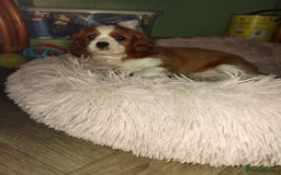 Cavalier King Charles Spaniel dogs for sale: King Charles cavalier 1 boy left!  - Image 19