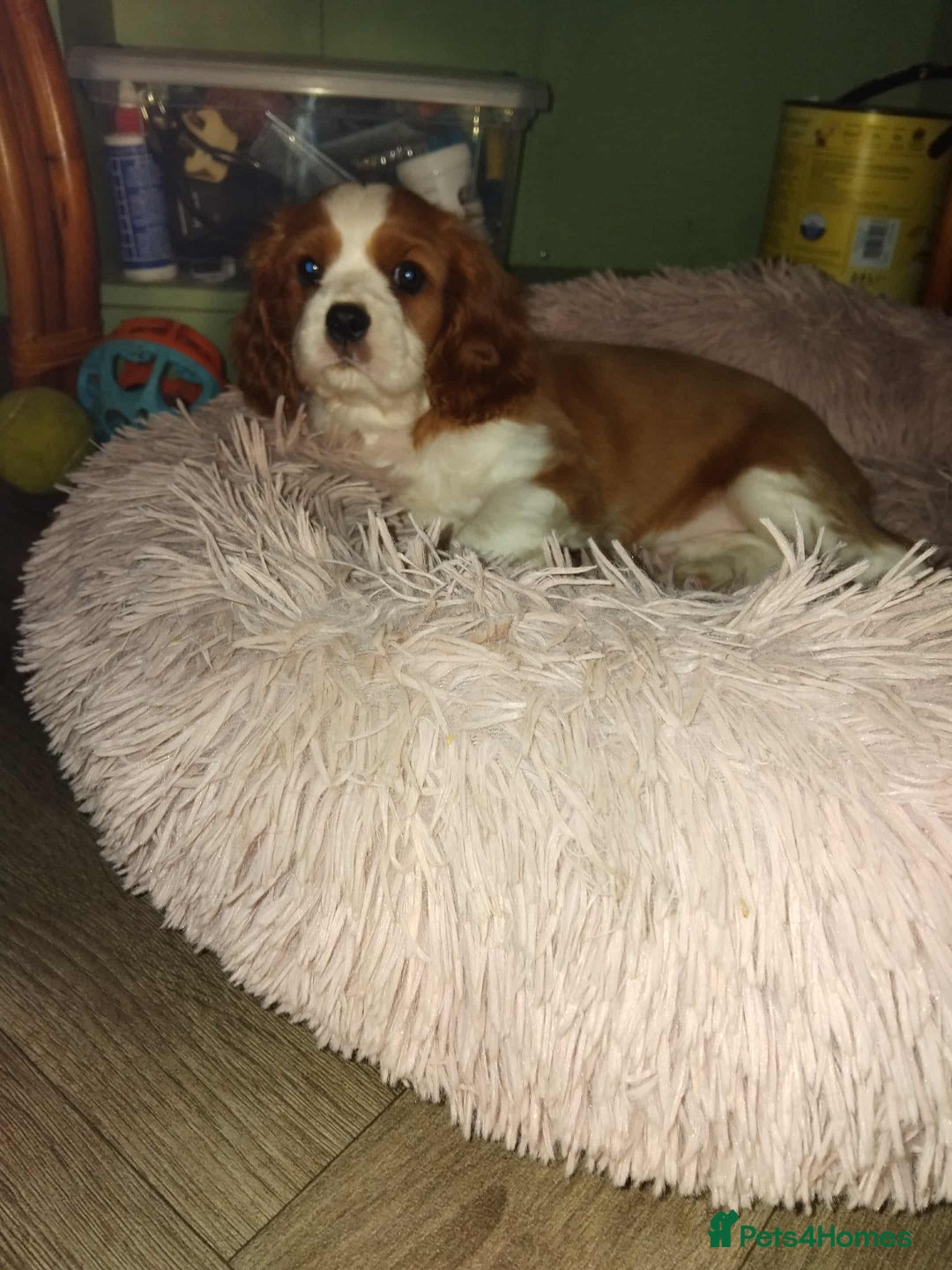 Cavalier King Charles Spaniel dogs for sale: King Charles cavalier 1 boy left!  - Image 19