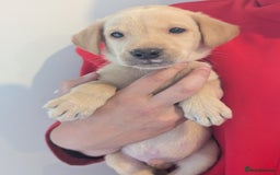 Labrador Retriever dogs for sale: KC Reg many Champion lines Drakeshead in pedigree  - Image 19