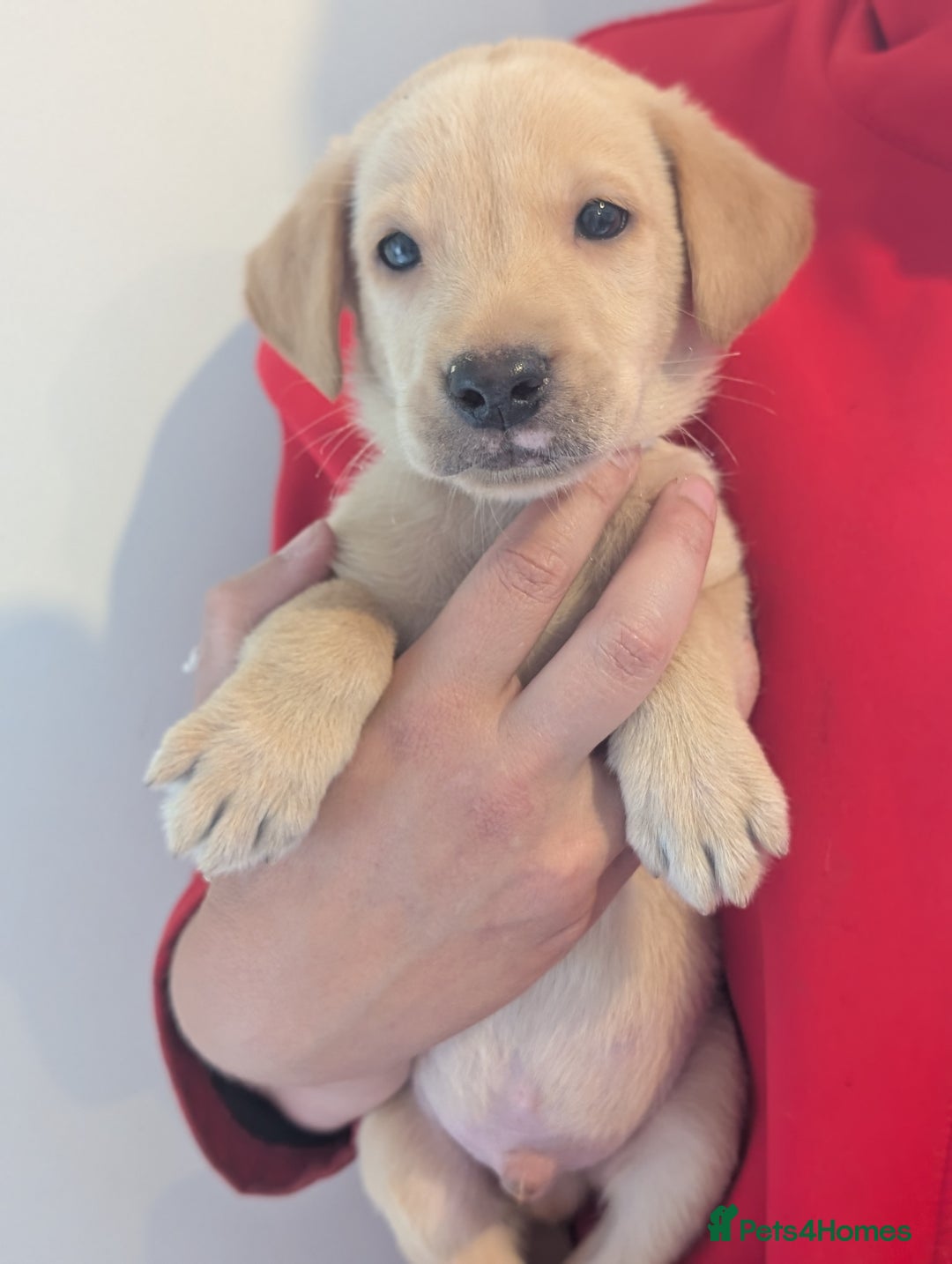 Labrador Retriever dogs for sale: KC Reg many Champion lines Drakeshead in pedigree  - Image 19