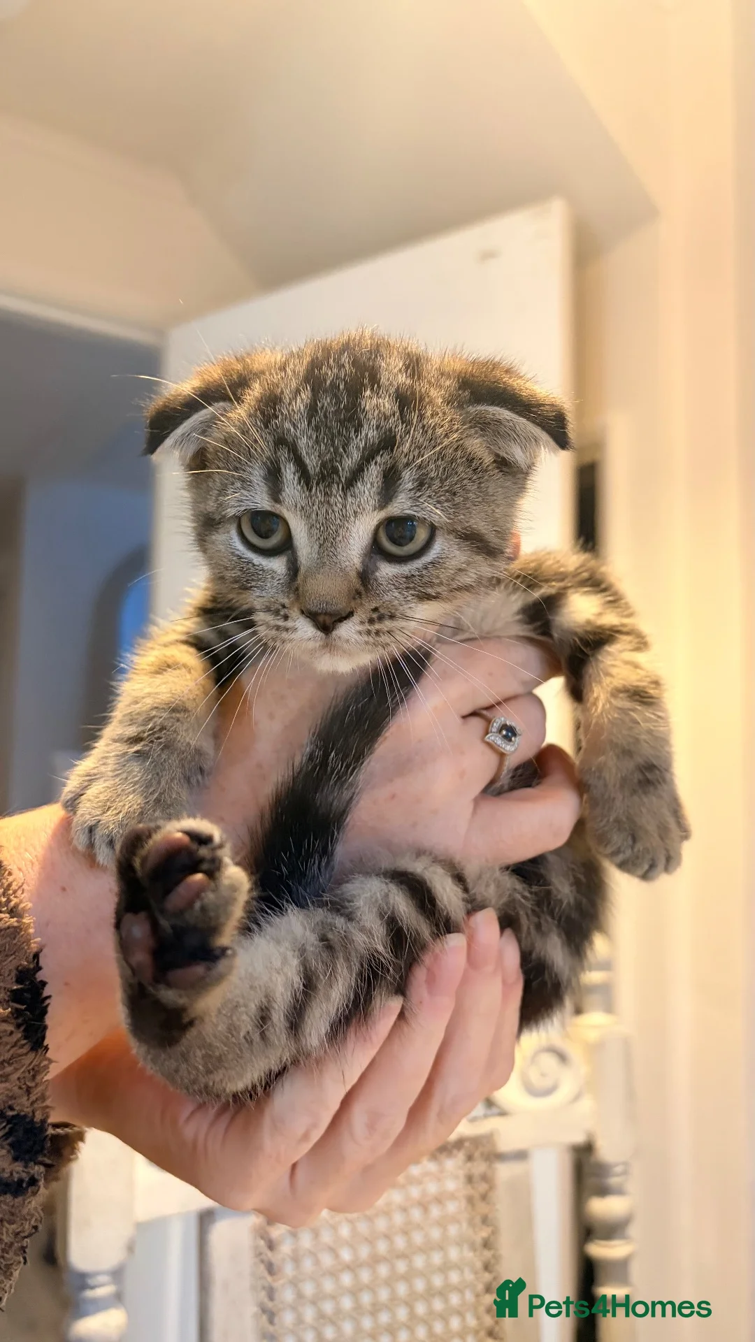Scottish Fold cats for sale: Scottish fold x bengal - Advert 1