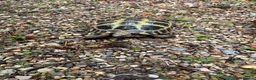 Tortoise reptiles for sale: Horsefield girl for sale in Harleston - Advert 2