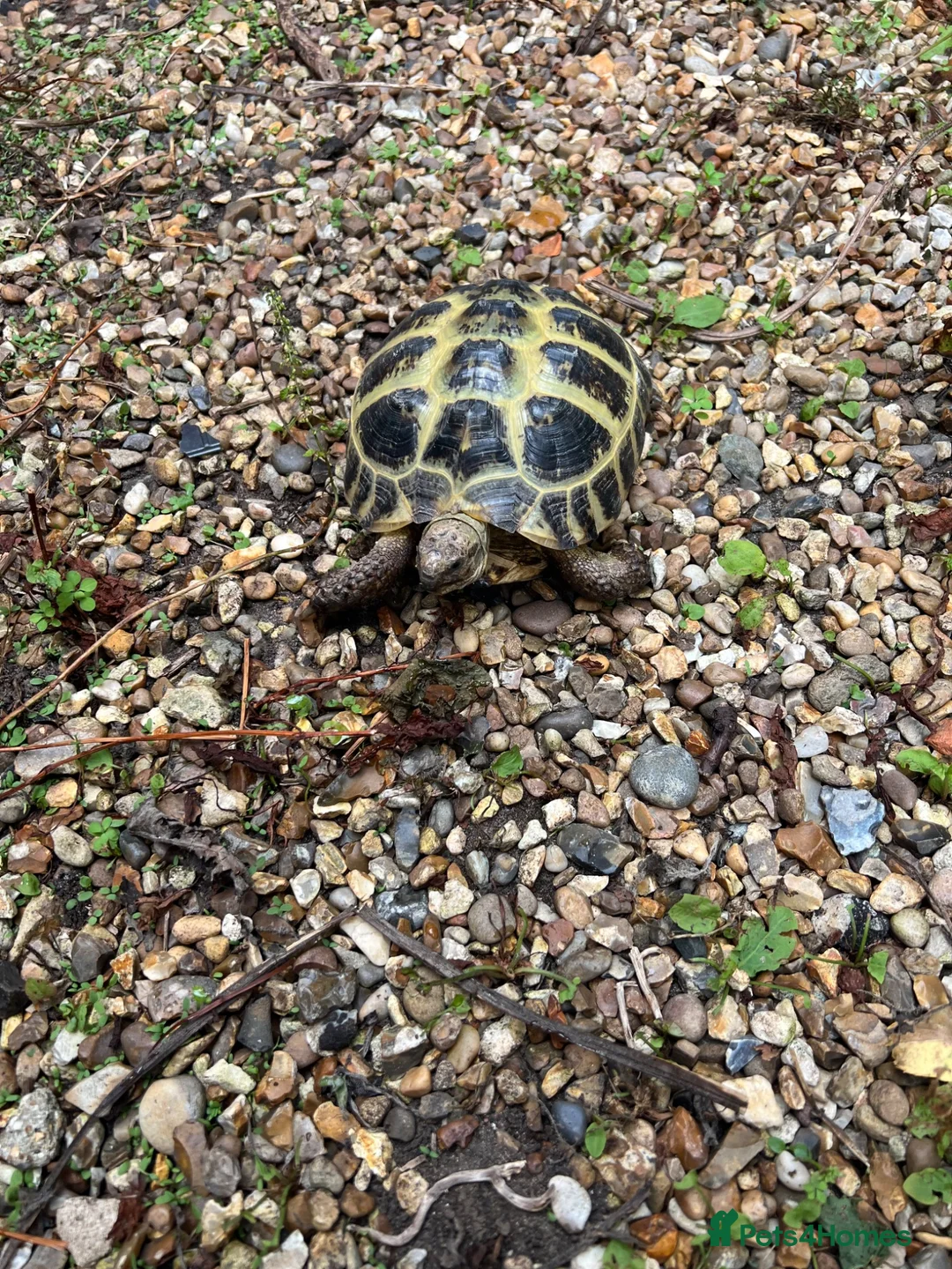 Tortoise reptiles for sale: Horsefield girl for sale in Harleston - Advert 2