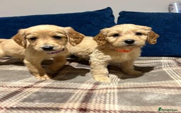 Goldendoodle dogs for sale: Adorable Golden Cocker Doodles  - Image 3