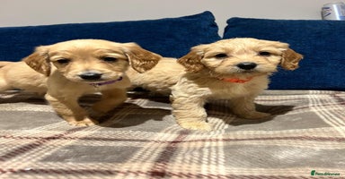 Goldendoodle dogs - Advert 11