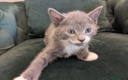 Mixed Breed cats for sale: 🐾 Adorable Kittens Ready for Their New Homes 🐾 - Image 11