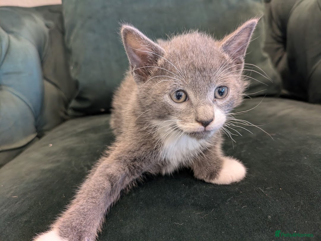Mixed Breed cats for sale: 🐾 Adorable Kittens Ready for Their New Homes 🐾 - Image 11