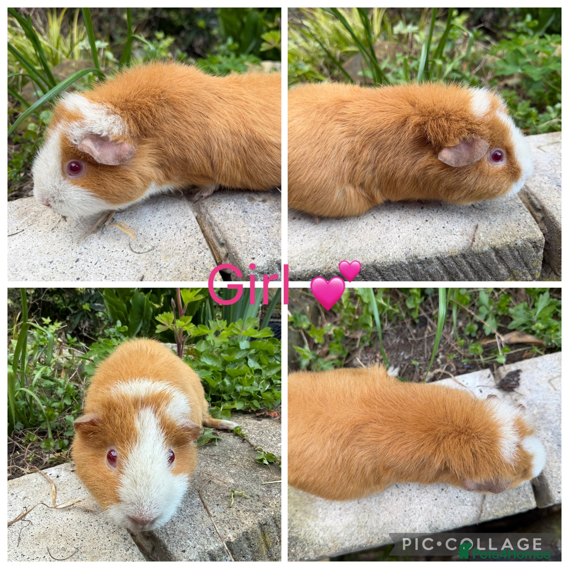 Guinea Pig rodents 3 Female Guinea pigs - Advert 14