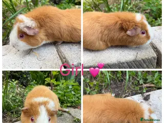 Guinea Pig rodents 3 Female Guinea pigs - Advert 15