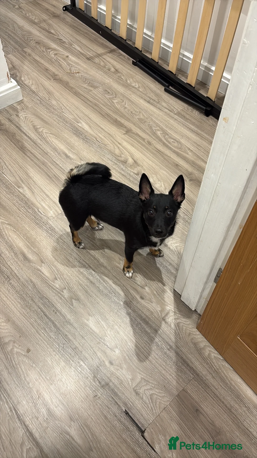 Pomchi dogs for sale: Puppy for sale in Walton-on-Thames - Advert 1