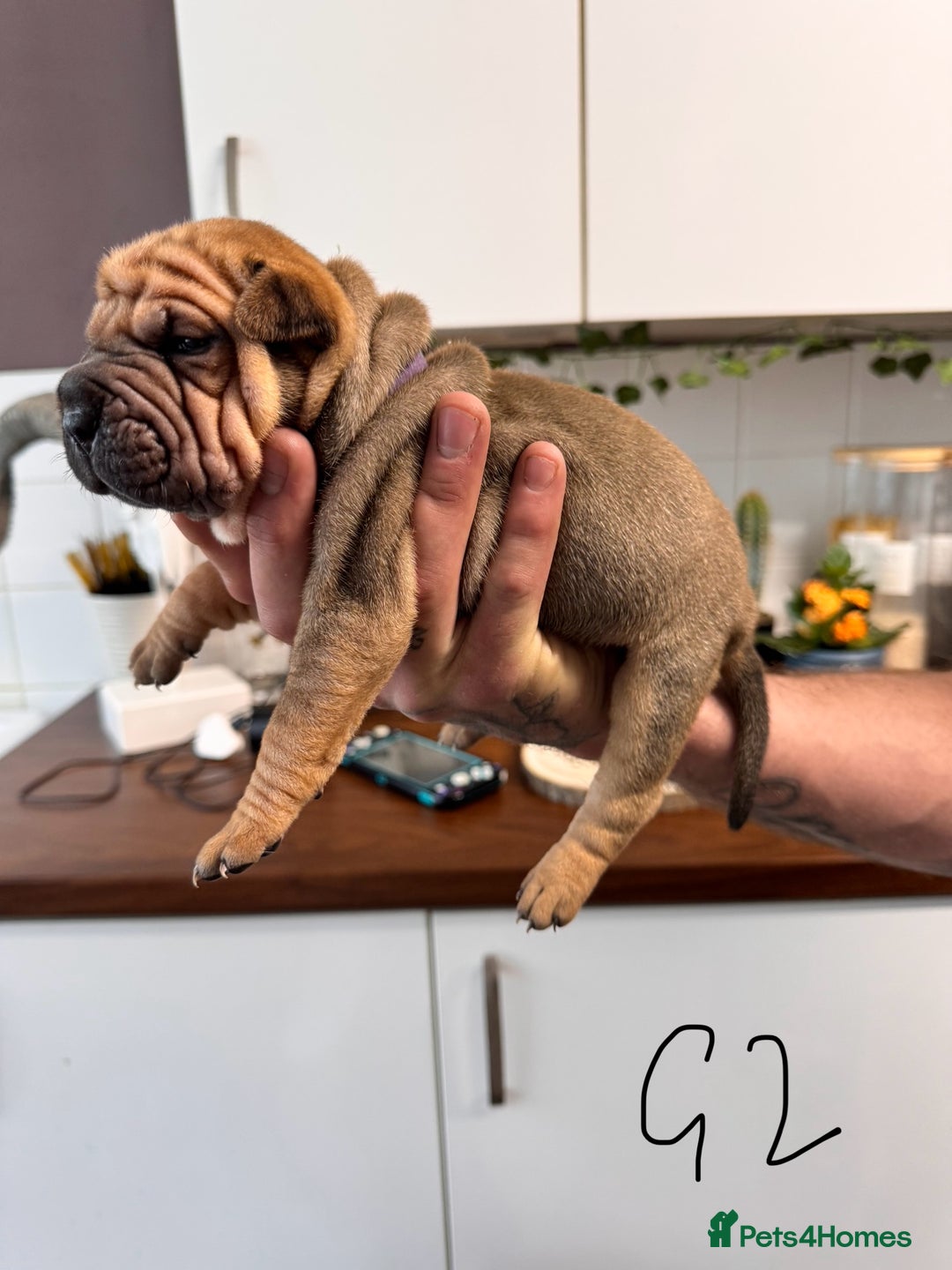 Shar Pei dogs for sale: Sharp pie puppies  - Image 5