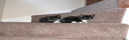 British Shorthair cats for sale: 2 Lovely black and white fluffy kittens - Advert 2