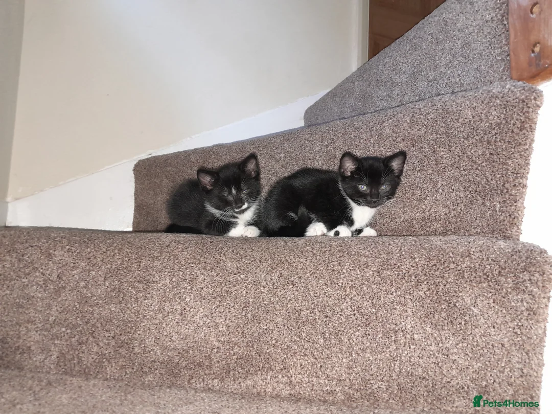 British Shorthair cats for sale: 2 Lovely black and white fluffy kittens - Advert 2