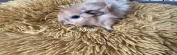 Guinea Pig rodents for sale: Gorgeous baby Guinea Pigs - Advert 5