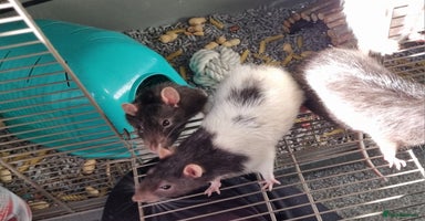 Rat rodents - Advert 5