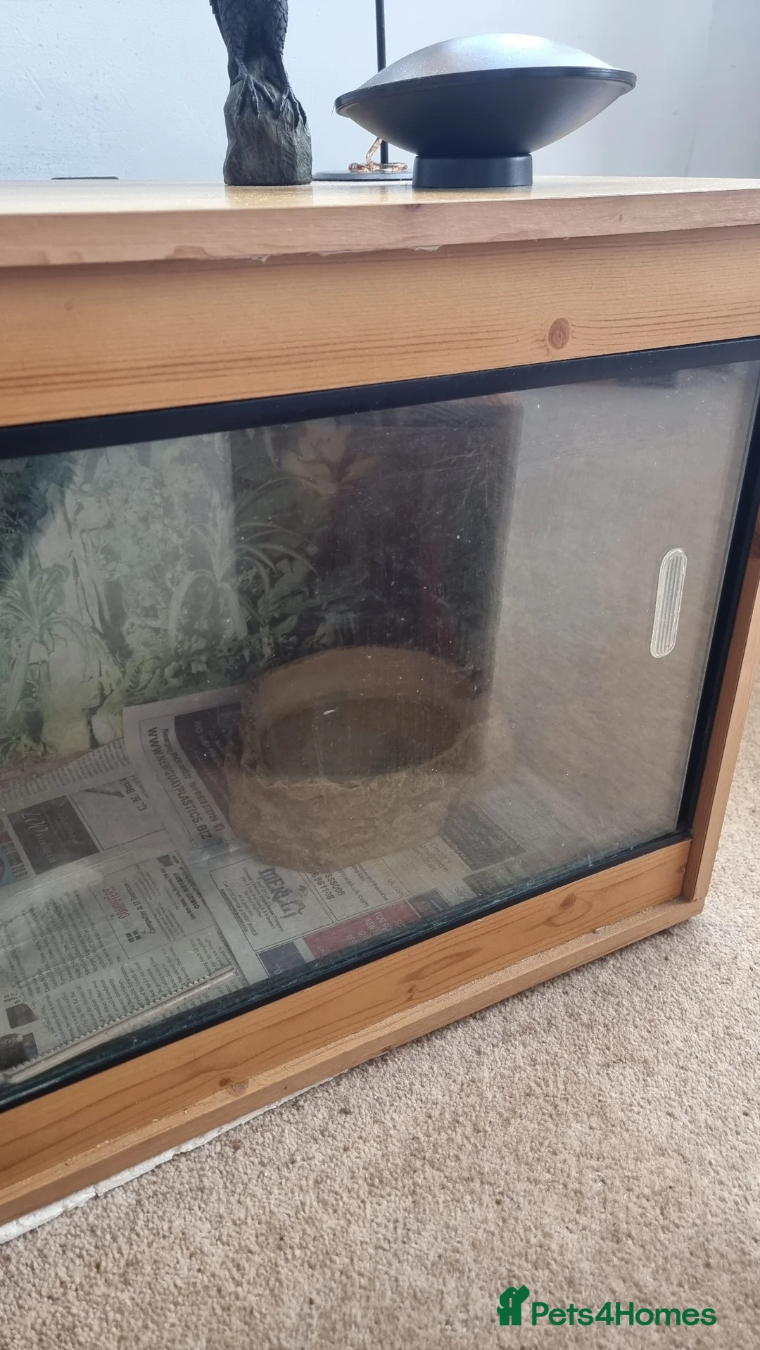 Python Snake reptiles for sale: Royal python with vivarium  in Newquay - Advert 6