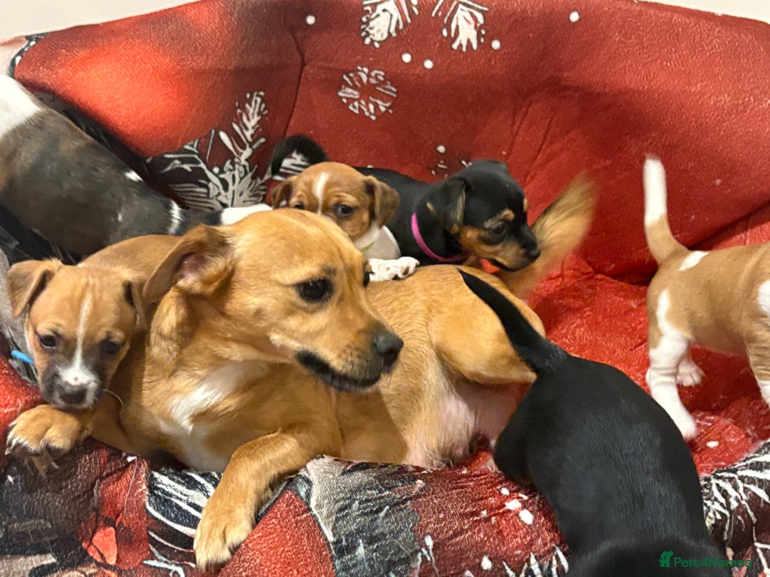 Jack Russell dogs for sale: 6 striking puppies  - Advert 6