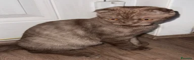 Brown Scottish fold boy