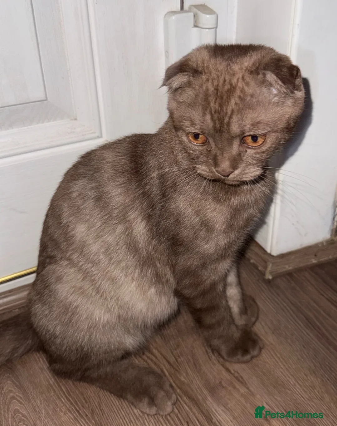 Mixed Breed cats for sale: Beautiful boy and girl for sale - Advert 2
