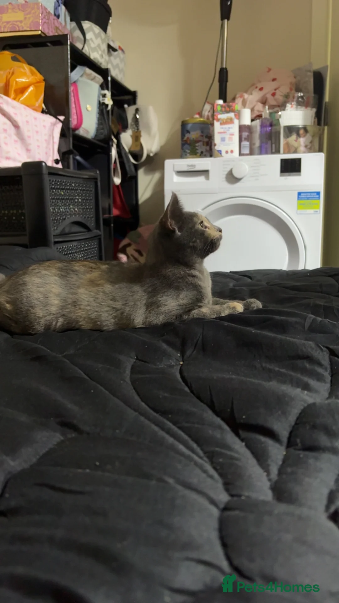 British Shorthair cats for sale: Two 4 month old kittens - Advert 2