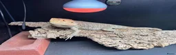 Bearded Dragon reptiles for sale: Ziggy 5yr old male bearded dragon in Baldock - Advert 6