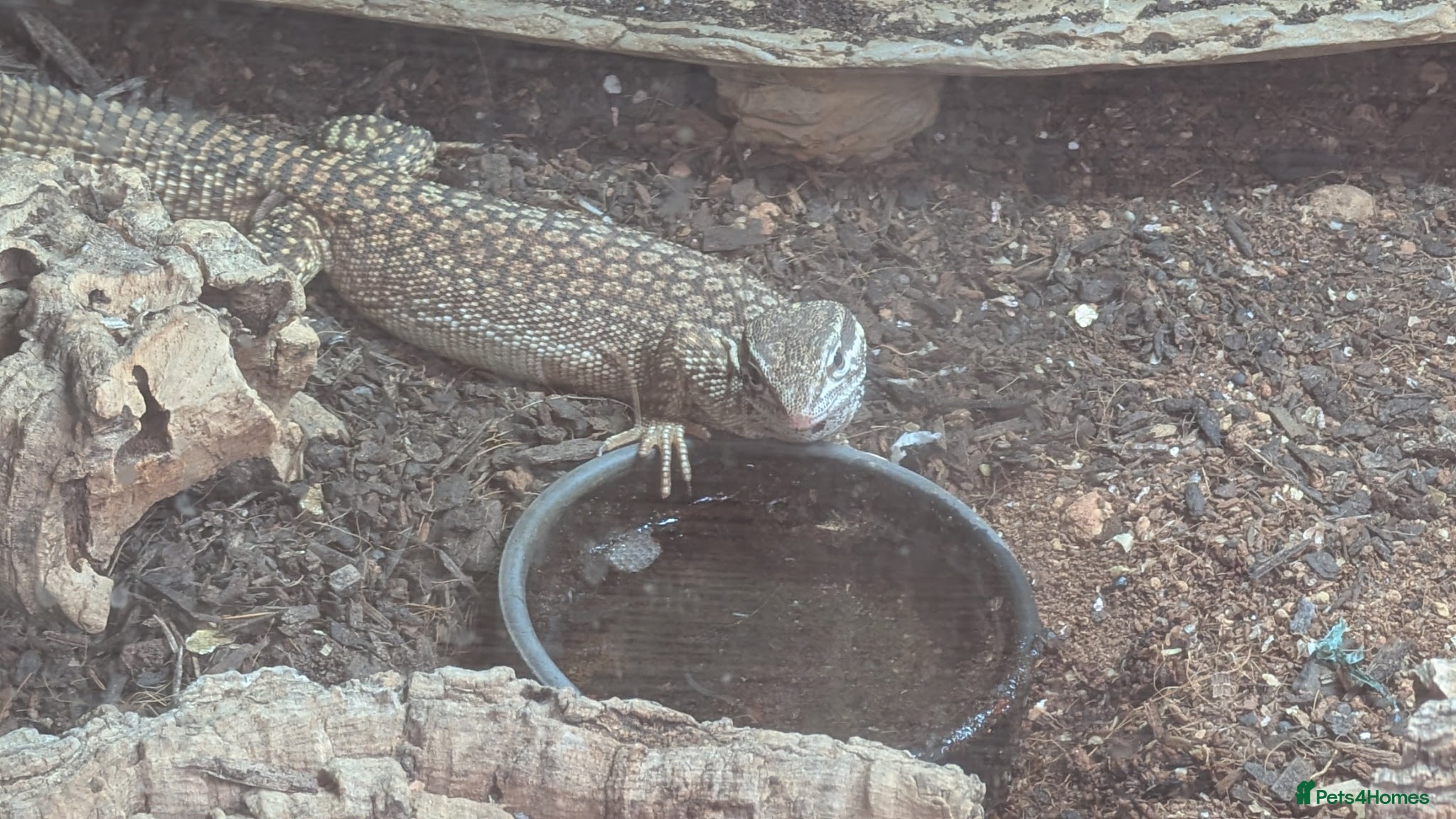 Monitor reptiles Ackie monitor and setup - Advert 2