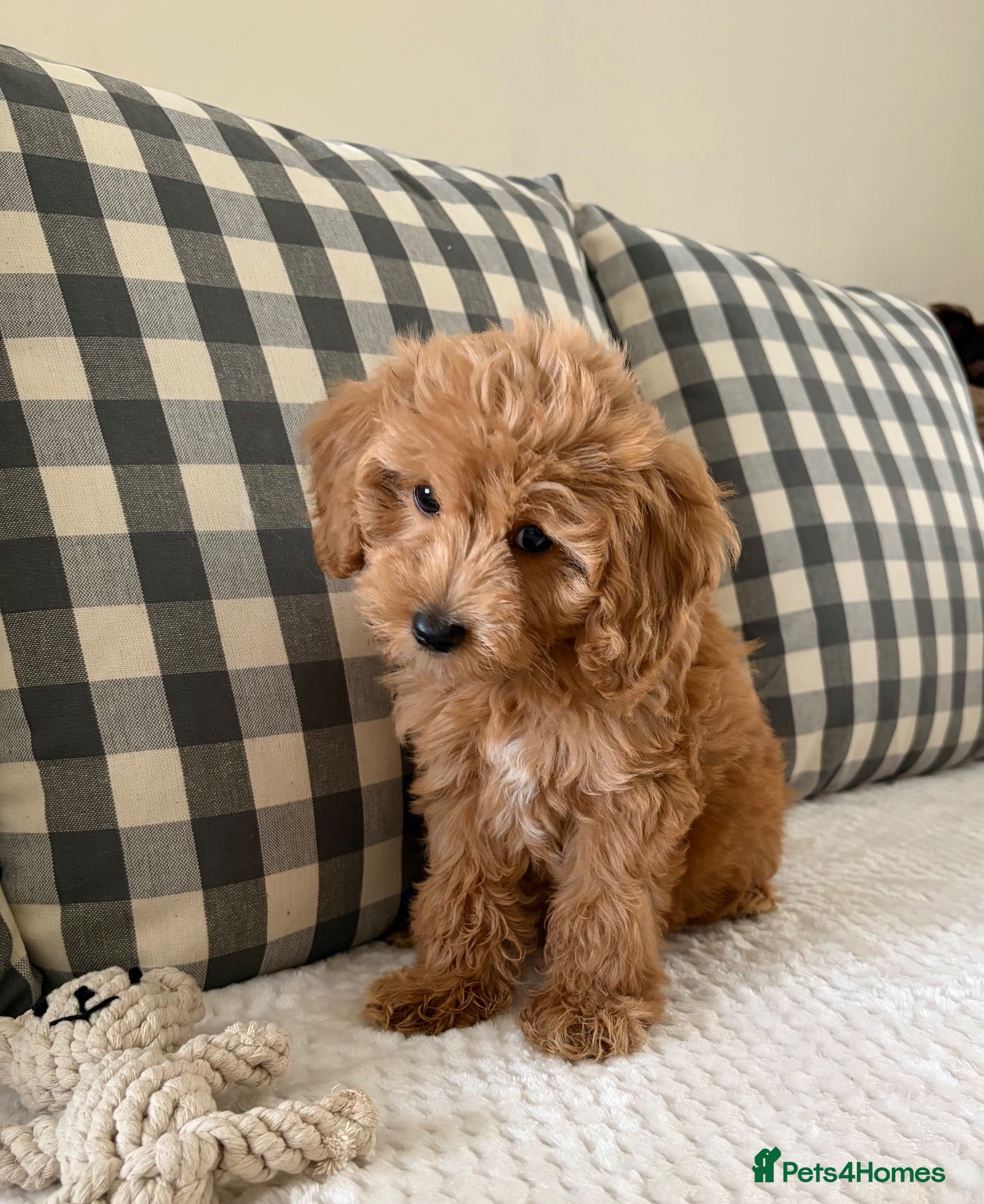 Cockapoo dogs Health tested cockapoo puppies  - Advert 2