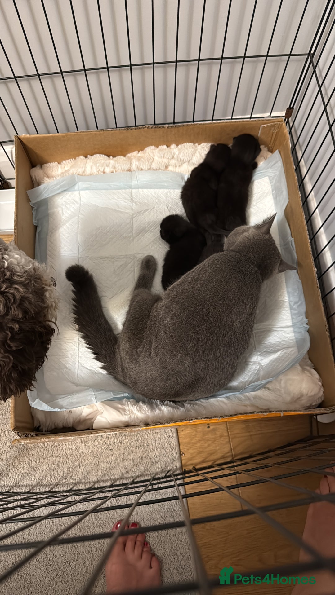 British Shorthair cats for sale: British short hair half breed .  - Image 7