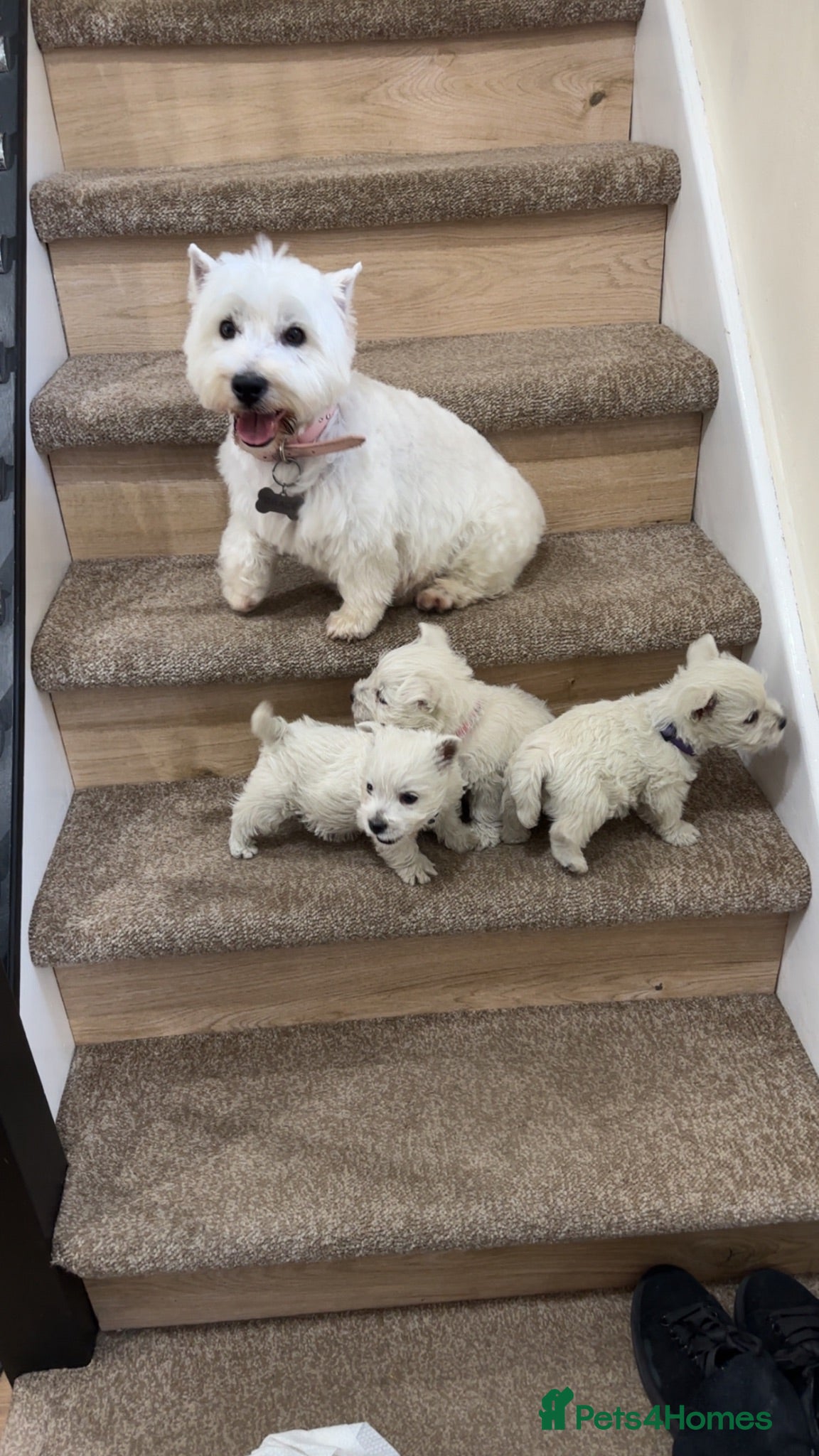 West Highland Terrier dogs West highland white female puppies.  - Advert 1