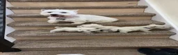 West Highland Terrier dogs for sale: West highland white female puppies.  - Advert 1