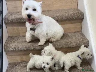 West Highland Terrier dogs West highland white female puppies. - Advert 3