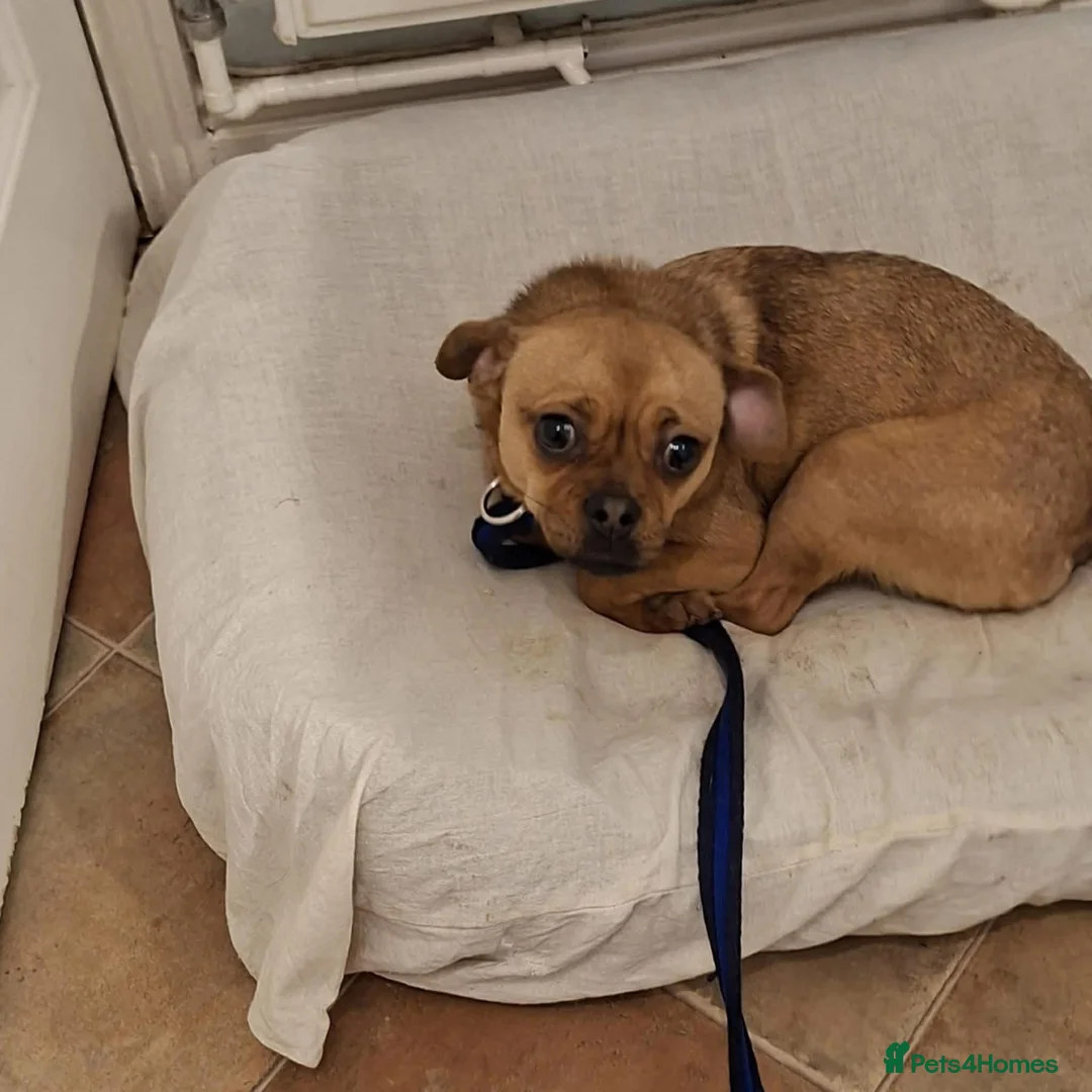 Mixed Breed dogs for adoption: Searcher - Fakenham Norfolk  - Advert 4