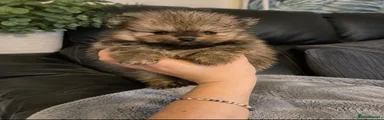 Pomeranian 1