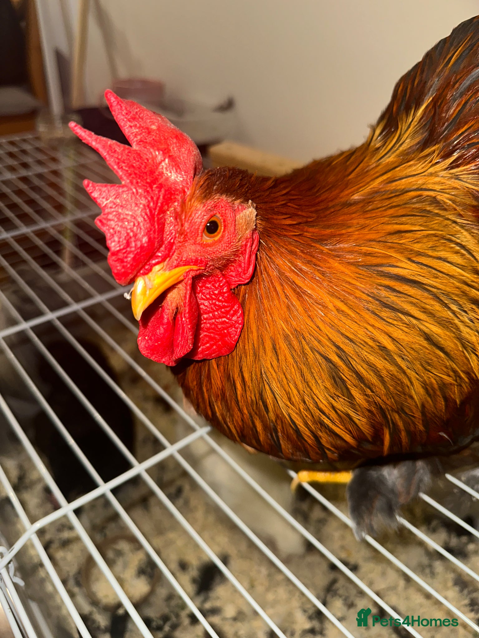 Chickens poultry Welsummer / hybrid Rooster lovely very friendly  - Advert 1