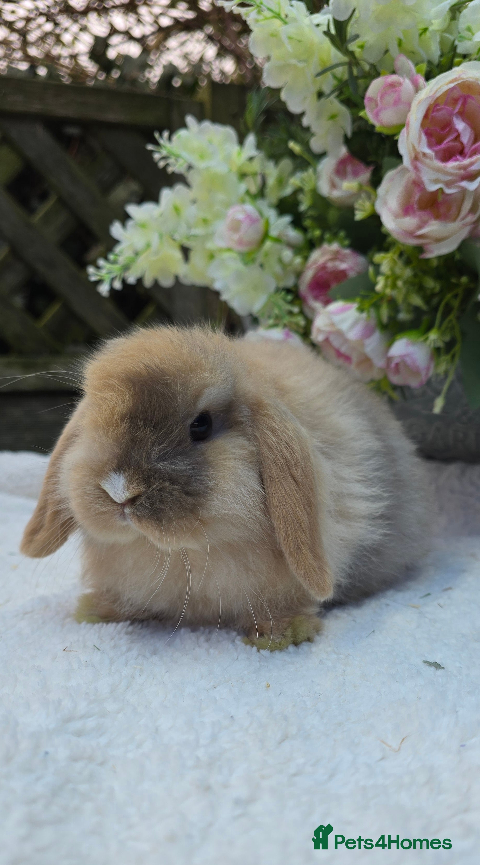 Mini Lop rabbits Beautiful mini lops girls and boys - Advert 2