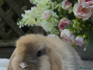 Mini Lop rabbits Beautiful mini lops girls and boys - Advert 2