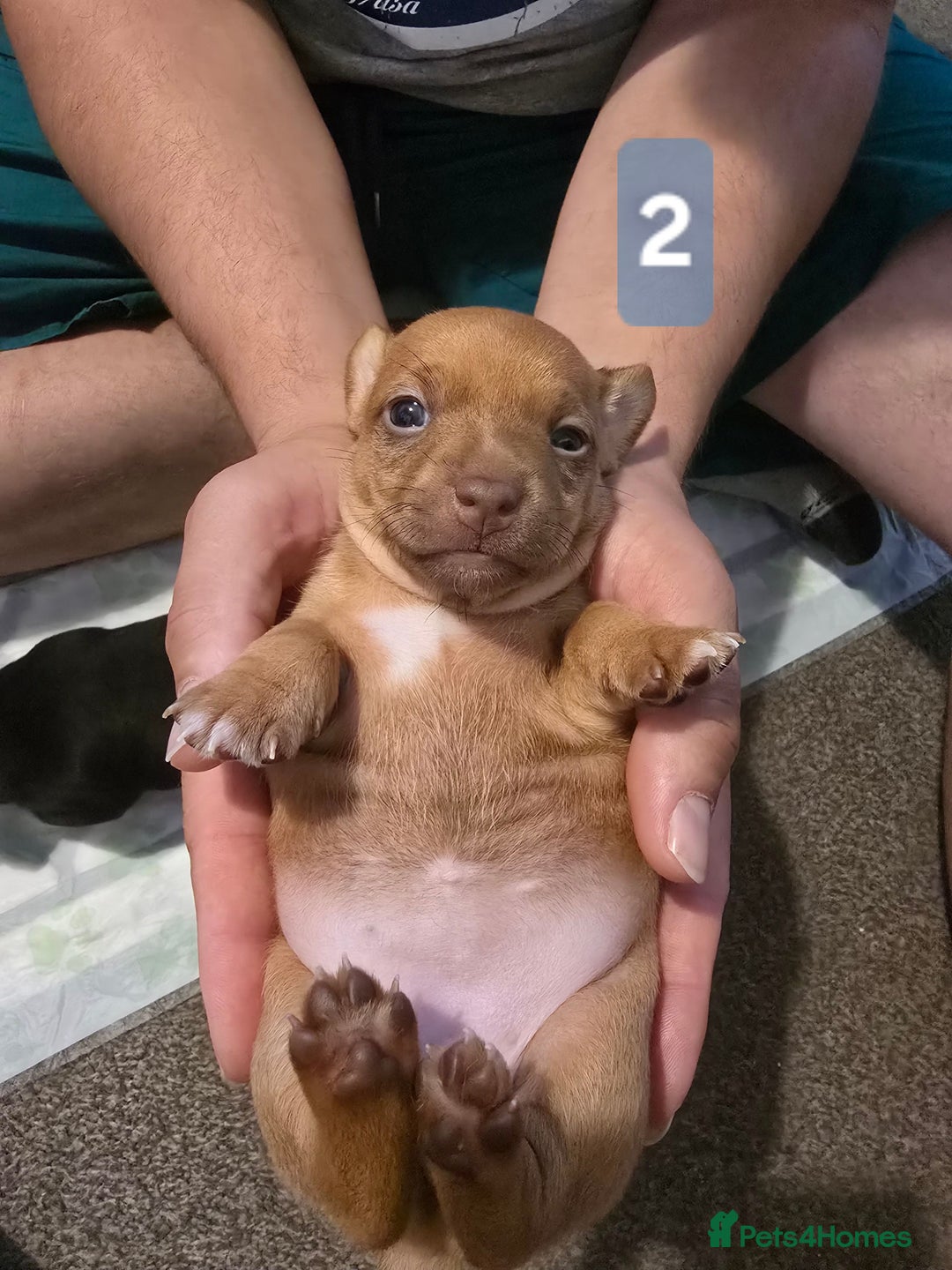 Jack Russell dogs for sale: Jack Russell puppy  - Image 6