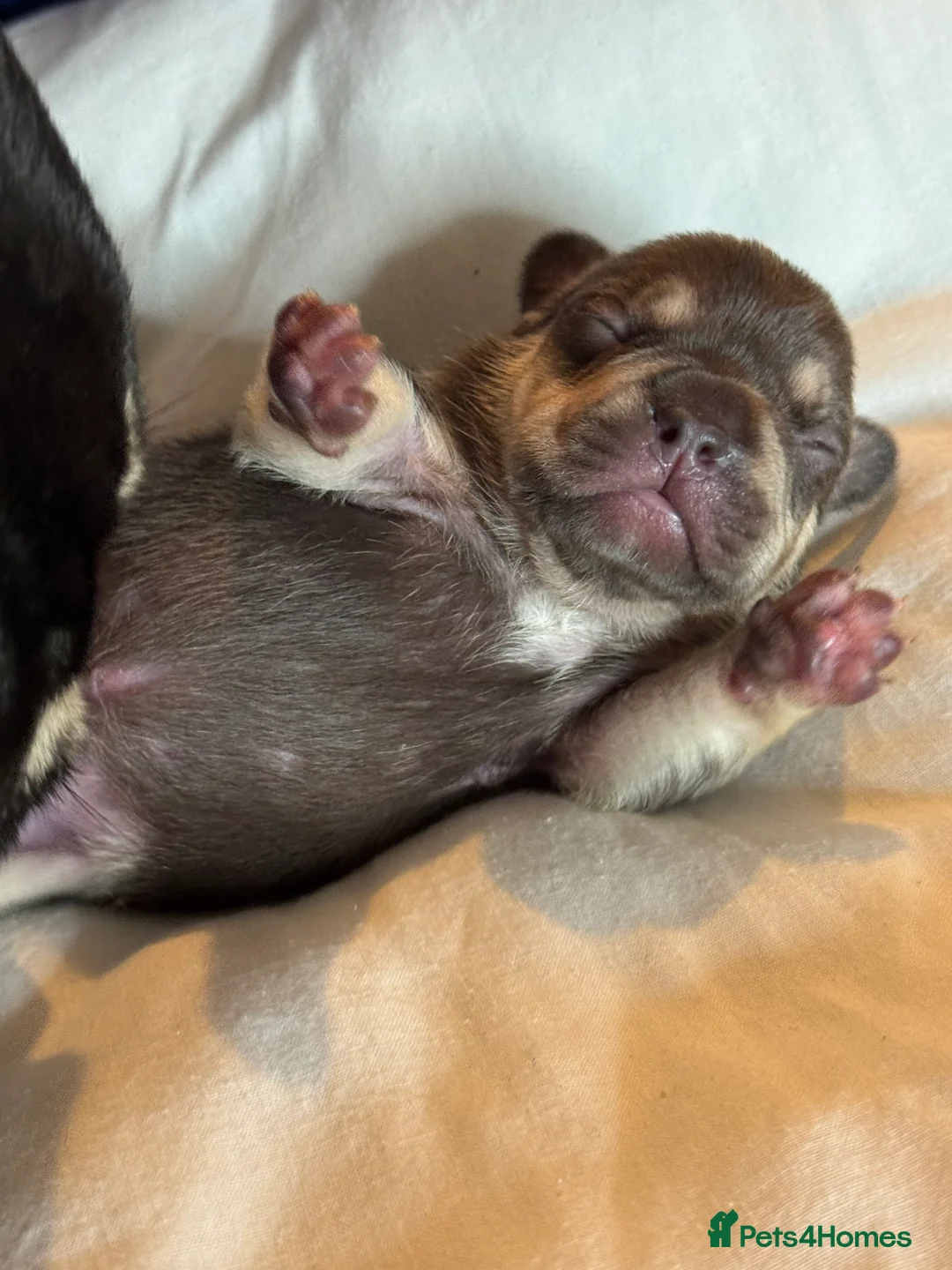 French Bulldog dogs for sale: French Bulldog puppies  - Advert 4