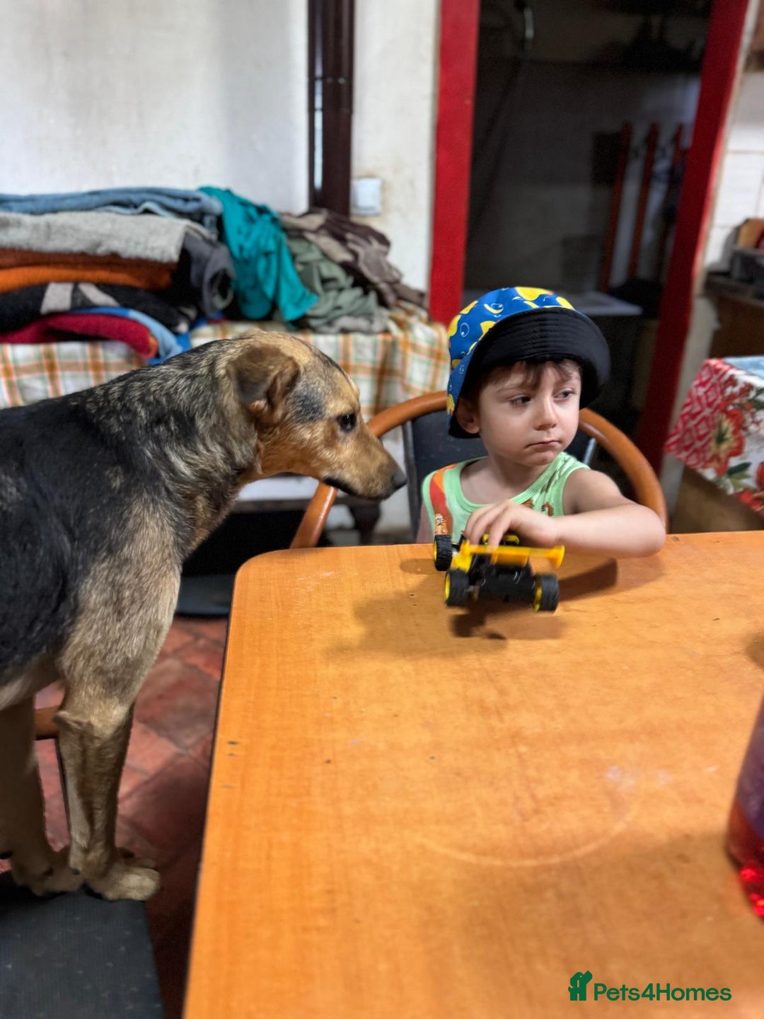 Mixed Breed dogs for adoption: Meet Lovely little LOTTIE! she needs a Loving Home - Image 29