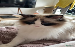 Ragdoll cats for sale: 💗 Tica Reg Ragdoll Kittens  - Image 1